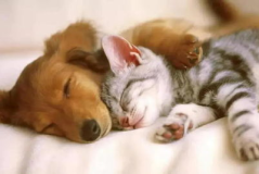 娱乐吃瓜酱狗帮猫,吃瓜酱狗帮猫的趣味故事