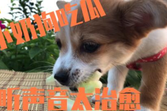 娱乐吃瓜酱送小狗,暖心情怀传递爱心瞬间